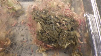Media type: image;   Invertebrate Zoology 153120 Description: live specimen;
